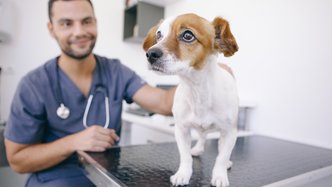 PharmAust Expands Site Recruitment for Phase II Pet Dog Cancer Trial