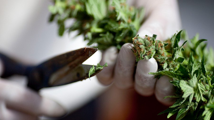 High rolling cannabis stocks continue to surge