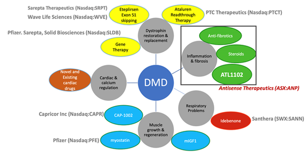 ANP could have a drug that is complementary to other DMD programs.