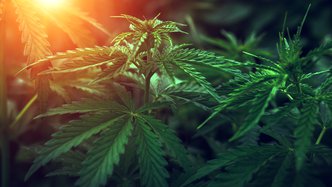 engage:BDR deploys ad exchange for North American cannabis brands