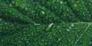 ESG leaf.jpg