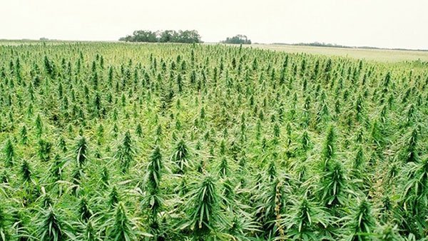 Medicinal marijuana farm