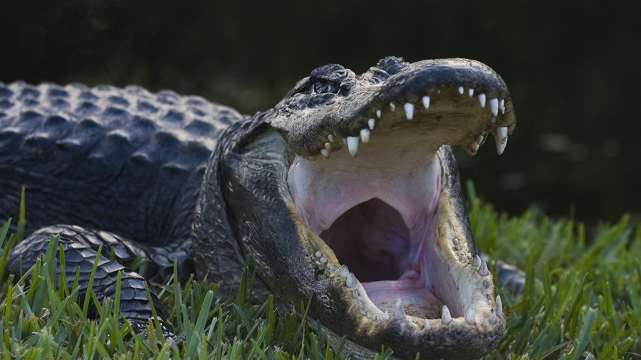 alligator takes bite of uranium market alligator takes bite of uranium market