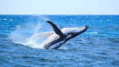 bigstock-Whale-Breaching-73282678