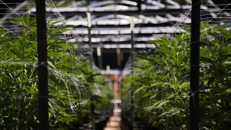 Roots extends sales relationship with Israeli cannabis company