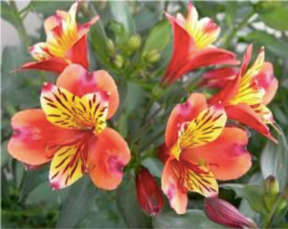 Peruvian lilies are part of the high-value global floriculture growing industry