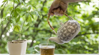 Creso to release immunity boosting CBD hemp teas in Q3