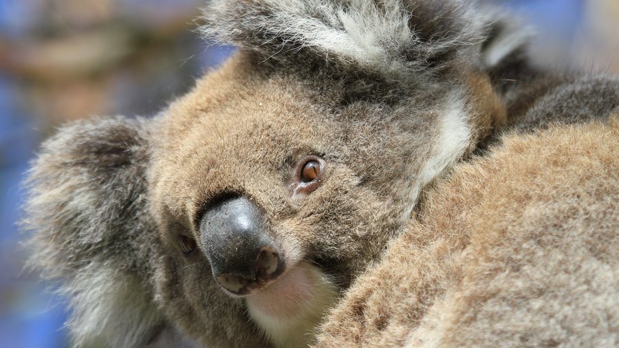 JAT’s Golden Koala scores new supply agreement