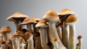 Halucenex agreement to give CPH another leg up in psychedelics