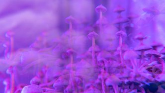 Bill passed: wide range of psychedelics could be made legal in the US